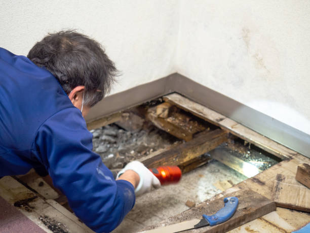 Best Black Mold Removal  in Middletown, CA