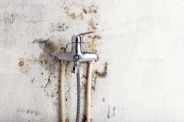 Best Mold Remediation  in Middletown, CA