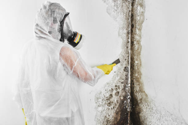 Best Mold Cleaning Services  in Middletown, CA