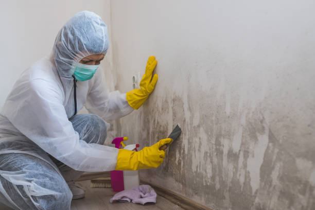 Best Emergency Mold Removal  in Middletown, CA
