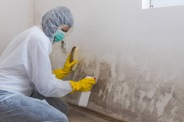 Best Mold Removal Company Near Me  in Middletown, CA