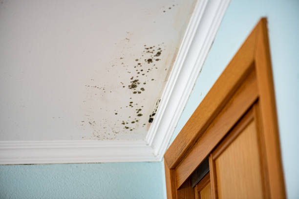 Trusted Middletown, CA Mold Removal Experts