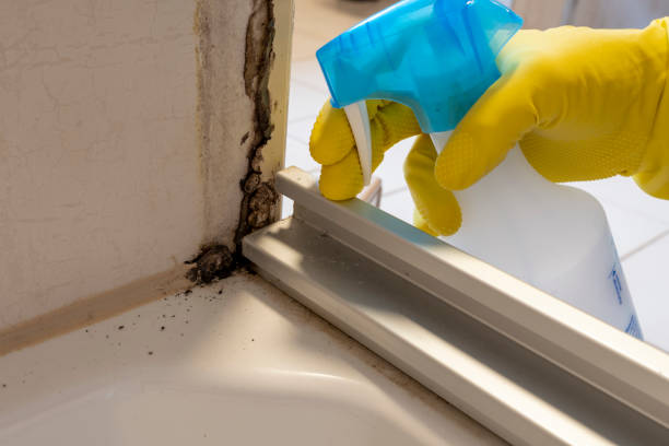 Best Mold Damage Repair  in Middletown, CA