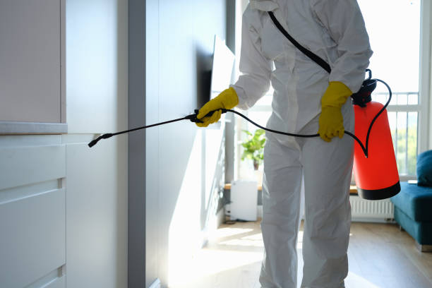 Mold Removal Process in Middletown, CA