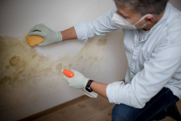 Best Black Mold Removal  in Middletown, CA