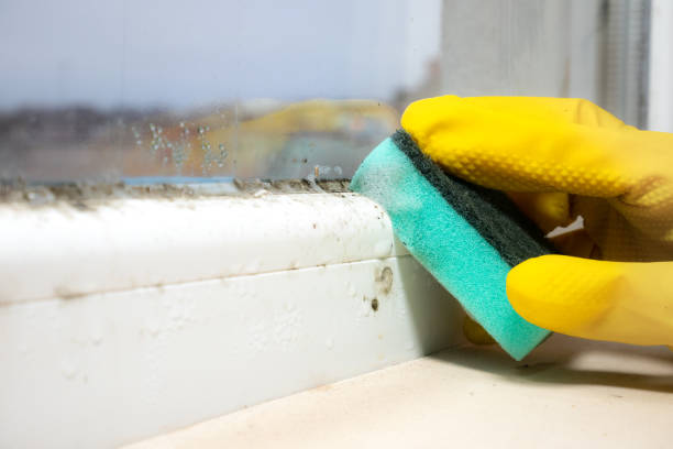 Best Certified Mold Removal  in Middletown, CA