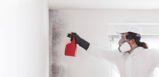 Best Toxic Mold Removal  in Middletown, CA
