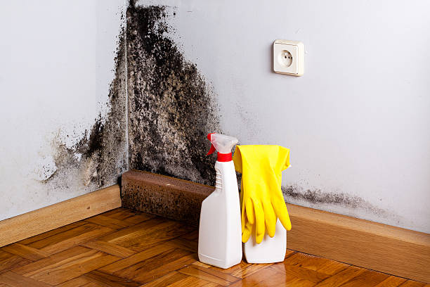Best Mold Removal Near Me  in Middletown, CA
