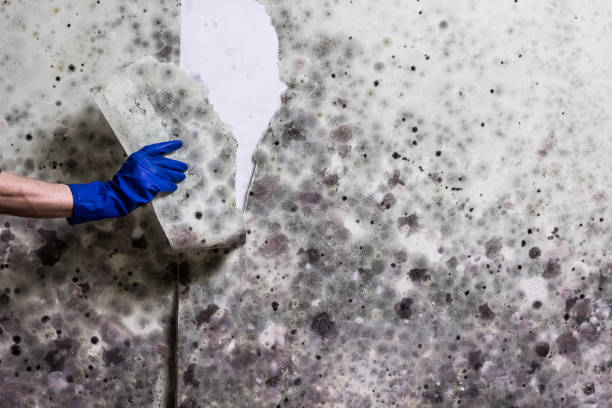 Best Home Mold Removal  in Middletown, CA